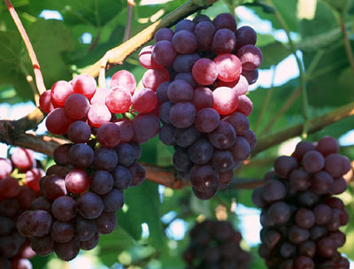 葡萄