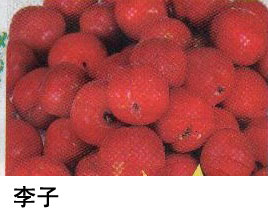 李子