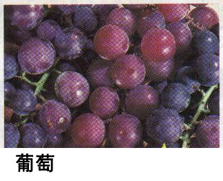 葡萄