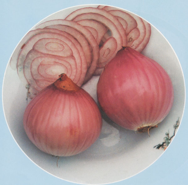 洋葱