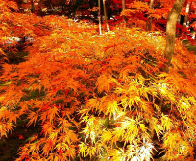 (树叶)变红或变黄