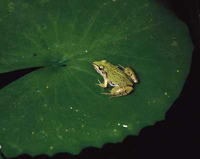 青蛙